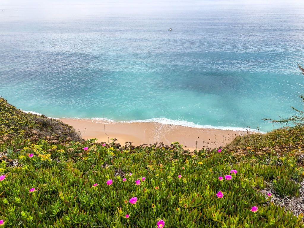 Pink and yellow flowers on a cliff overlooking Praia de Sao Sebastiao